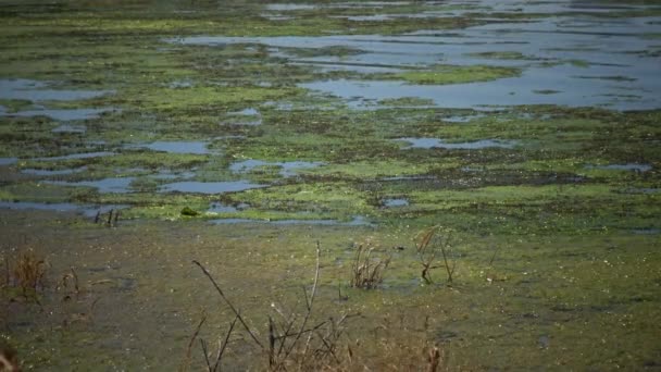 Αλμυρή Λίμνη Κατάφυτη Φύκια Την Οποία Πολλές Μικρές Μύγες Εκβολή — Αρχείο Βίντεο