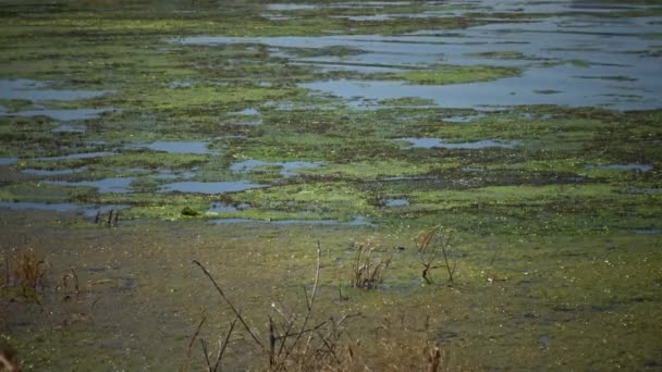 Zoutmeer Begroeid Met Algen Cladophora Siwaschensis Waarop Vele Kleine Vliegen — Stockvideo