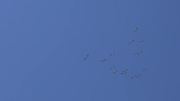 Gökyüzünde Bir Kuş Sürüsü Büyük Beyaz Pelikan Pelecanus Onocrotalus Doğu — Stok video
