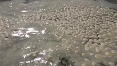 Deniz kirliliği, ötrofikasyon, su yüzeyinde kirli organik köpük dalgası. Odessa Bay, Karadeniz, Ukrayna