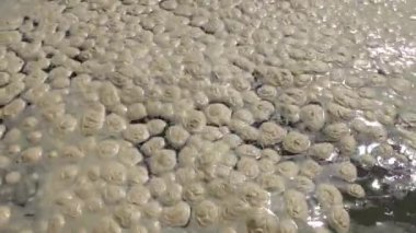 Deniz kirliliği, ötrofikasyon, su yüzeyinde kirli organik köpük dalgası. Odessa Bay, Karadeniz, Ukrayna