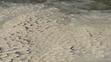 Deniz kirliliği, ötrofikasyon, su yüzeyinde kirli organik köpük dalgası. Odessa Bay, Karadeniz, Ukrayna
