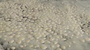 Deniz kirliliği, ötrofikasyon, su yüzeyinde kirli organik köpük dalgası. Odessa Bay, Karadeniz, Ukrayna