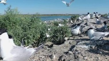 Sandviç tern (Thalasseus sandvicensis). Kumlu bir adada terns büyük bir koloni genç kuşlar, gürültü ve uçan kuşların çığlıkları, Tiligul haliç. Ukrayna kuşları