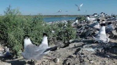 Sandviç tern (Thalasseus sandvicensis). Kumlu bir adada terns büyük bir koloni genç kuşlar, gürültü ve uçan kuşların çığlıkları, Tiligul haliç. Ukrayna kuşları
