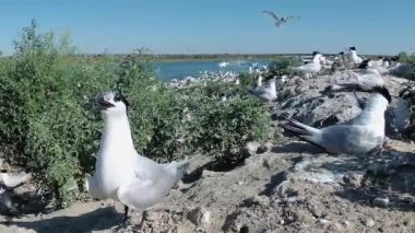 Sandviç tern (Thalasseus sandvicensis). Kumlu bir adada terns büyük bir koloni genç kuşlar, gürültü ve uçan kuşların çığlıkları, Tiligul haliç. Ukrayna kuşları