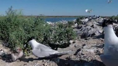 Sandviç tern (Thalasseus sandvicensis). Kumlu bir adada terns büyük bir koloni genç kuşlar, gürültü ve uçan kuşların çığlıkları, Tiligul haliç. Ukrayna kuşları