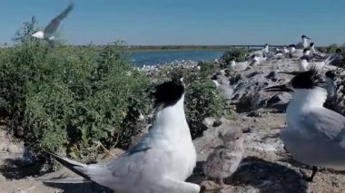 Sandviç tern (Thalasseus sandvicensis). Kumlu bir adada terns büyük bir koloni genç kuşlar, gürültü ve uçan kuşların çığlıkları, Tiligul haliç. Ukrayna kuşları