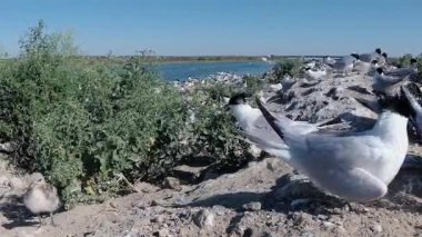 Sandviç tern (Thalasseus sandvicensis). Kumlu bir adada terns büyük bir koloni genç kuşlar, gürültü ve uçan kuşların çığlıkları, Tiligul haliç. Ukrayna kuşları