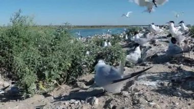 Sandviç tern (Thalasseus sandvicensis). Kumlu bir adada terns büyük bir koloni genç kuşlar, gürültü ve uçan kuşların çığlıkları, Tiligul haliç. Ukrayna kuşları