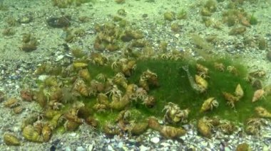 Çok sayıda küçük münzevi yengeç (Diogenes pugilator). Karadeniz. Ukrayna