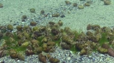 Çok sayıda küçük münzevi yengeç (Diogenes pugilator). Karadeniz. Ukrayna