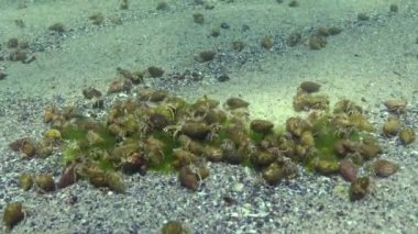 Çok sayıda küçük münzevi yengeç (Diogenes pugilator). Karadeniz. Ukrayna