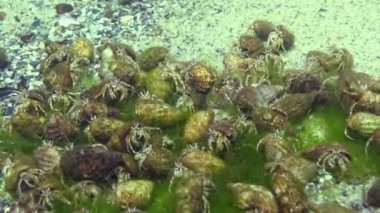 Çok sayıda küçük münzevi yengeç (Diogenes pugilator). Karadeniz. Ukrayna