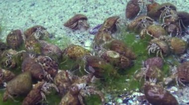 Çok sayıda küçük münzevi yengeç (Diogenes pugilator). Karadeniz. Ukrayna