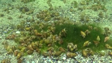 Çok sayıda küçük münzevi yengeç (Diogenes pugilator). Karadeniz. Ukrayna