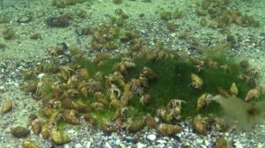 Çok sayıda küçük münzevi yengeç (Diogenes pugilator). Karadeniz. Ukrayna