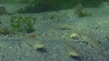 Yuvarlak goby (Neogobius melanostomus) Gobiidae ailesinin bir euryhaline-alt yaşayan goby
