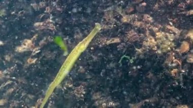 Geniş burunlu pipefish (Syngnathus tifüs). Yosun çalılıklarında balık avı, Karadeniz