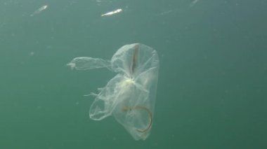 Geniş burunlu boru balığı (Syngnathus typhle). Sudaki çöp, polietilen torbası deniz hayvanlarını öldürüyor. Doğanın ekolojisi, plastik. Karadeniz, Ukrayna