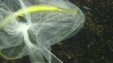 Geniş burunlu boru balığı (Syngnathus typhle). Sudaki çöp, polietilen torbası deniz hayvanlarını öldürüyor. Doğanın ekolojisi, plastik. Karadeniz, Ukrayna