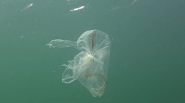 Geniş burunlu boru balığı (Syngnathus typhle). Sudaki çöp, polietilen torbası deniz hayvanlarını öldürüyor. Doğanın ekolojisi, plastik. Karadeniz, Ukrayna