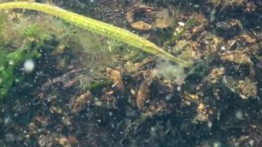 Geniş burunlu pipefish (Syngnathus tifüs). Yosun çalılıklarında balık avı, Karadeniz