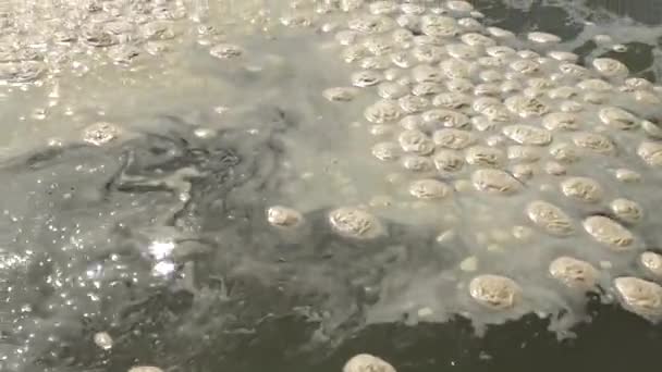 Meeresverschmutzung Eutrophierung Schmutzige Organische Schaumwelle Auf Der Wasseroberfläche Odessa Bucht — Stockvideo