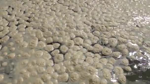 Pollution de la mer, eutrophisation, vague de mousse organique sale à la surface de l'eau. Baie d'Odessa, mer Noire, Ukraine 