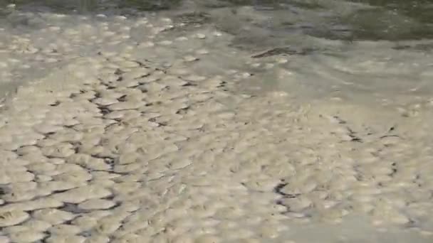 Pollution Mer Eutrophisation Vague Mousse Organique Sale Surface Eau Baie — Video