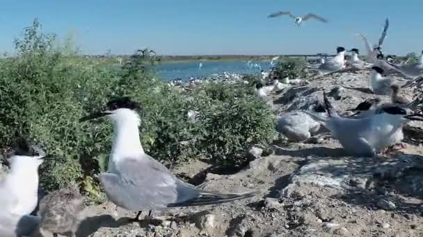 サンドイッチテルン タラセウスサンドビセンシス 砂の島の大きなコロニーの若い鳥 飛ぶ鳥の騒音と叫び ティリグル河口 ウクライナの鳥 — ストック動画
