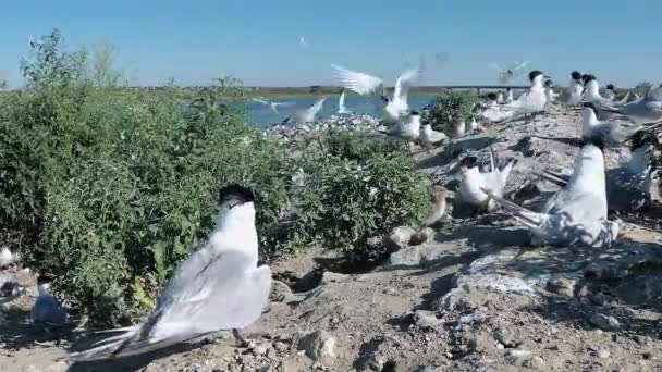 Sandwich Stern Thalasseus Sandvicensis Jonge Duiven Een Grote Kolonie Van — Stockvideo