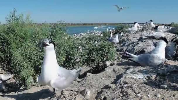 Σάντουϊτς Σάντουιτς Sandvicensis Θαλασσους Νεαρά Πτηνά Μια Μεγάλη Αποικία Των — Αρχείο Βίντεο