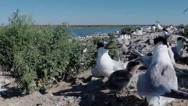 Patrón Sándwich Thalasseus Sandvicensis Pájaros Jóvenes Una Gran Colonia Charranes — Vídeo de stock