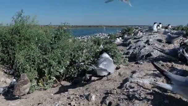Sandviç Tern Thalasseus Sandvicensis Kumlu Bir Adada Terns Büyük Bir — Stok video