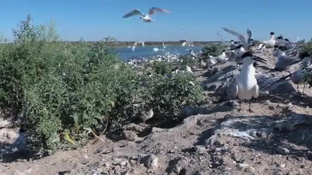 サンドイッチテルン タラセウスサンドビセンシス 砂の島の大きなコロニーの若い鳥 飛ぶ鳥の騒音と叫び ティリグル河口 ウクライナの鳥 — ストック動画