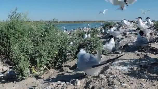 サンドイッチテルン タラセウスサンドビセンシス 砂の島の大きなコロニーの若い鳥 飛ぶ鳥の騒音と叫び ティリグル河口 ウクライナの鳥 — ストック動画