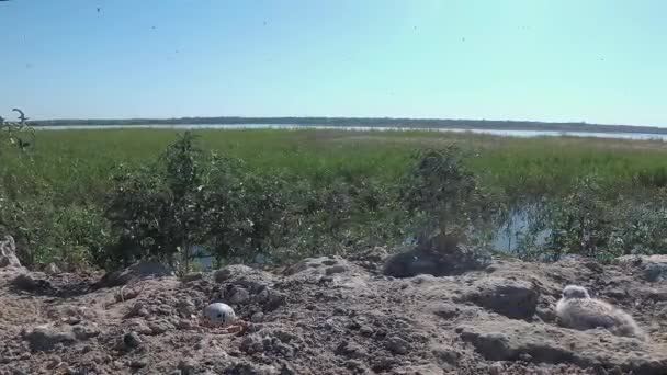 Sandviç Tern Thalasseus Sandvicensis Kumlu Bir Adada Terns Büyük Bir — Stok video