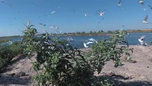 Sandwich Tern Thalasseus Sandvicensis Young Birds Large Colony Terns Sandy — Stock Video