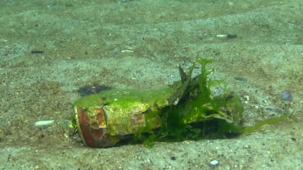 铝罐在海底 垃圾在野外 环境污染 环境灾难 破坏自然 — 图库视频影像
