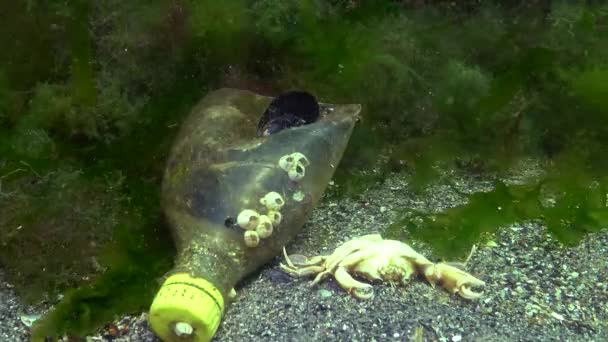 Plastic Flessen Zee Een Moordenaar Van Zeevissen Dieren Kunststof Puin — Stockvideo