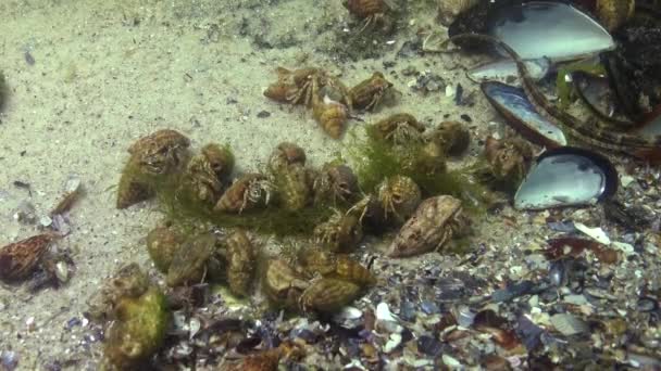Grande Número Caranguejo Pequeno Eremita Diogenes Pugilator Mar Negro Ucrânia — Vídeo de Stock