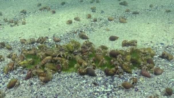 Duża Liczba Małych Krabów Pustelniczych Diogenes Pugilator Morze Czarne Ukraina — Wideo stockowe
