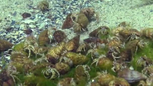 Grande Número Caranguejo Pequeno Eremita Diogenes Pugilator Mar Negro Ucrânia — Vídeo de Stock