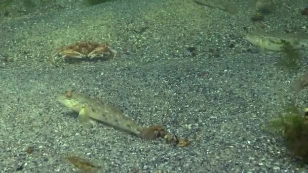 Kulatý Goby Neogobius Melanostomus Euryhalinový Podnožnice Čeledi Gobiidae — Stock video