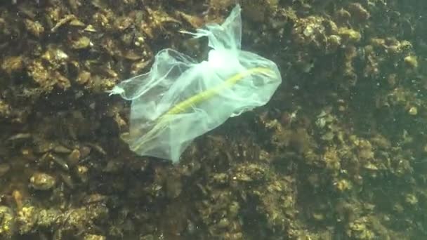 Pipefish Nez Large Syngnathus Typhle Déchets Dans Eau Sac Polyéthylène — Video