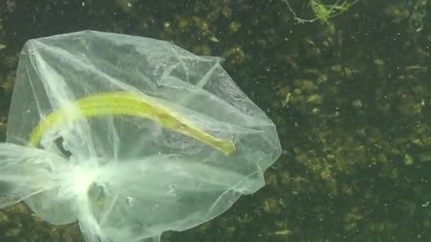 Ďasovití Syngnathus Typhle Polyethylenový Sáček Vodě Zabíjí Mořská Zvířata Ekologie — Stock video