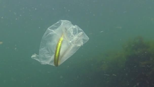 Ďasovití Syngnathus Typhle Polyethylenový Sáček Vodě Zabíjí Mořská Zvířata Ekologie — Stock video