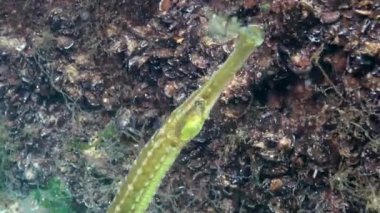 Geniş burunlu pipefish (Syngnathus tifüs). Yosun çalılıklarında balık avı, Karadeniz