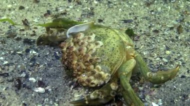 Carapace, yeşil yengeç carapace, hangi Balanus sp. canlı. Karadeniz